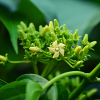 Cinnamon Bark Extract
